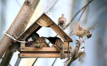 Vogelfutterhӓuser im Garten
